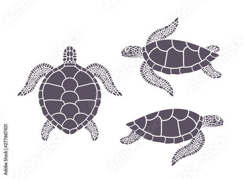 Sea turtle. Isolated turtle on white background. Reptile