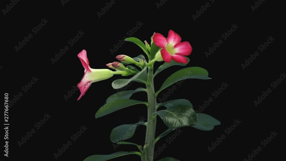 Time-lapse of growing and opening Adenium flower 8d1 in PNG+ format ...