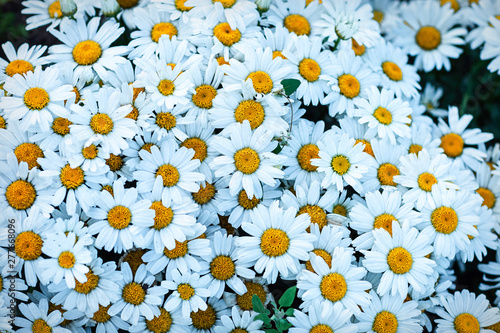 blooming daisies in a flower bed shot on a cloudy evening