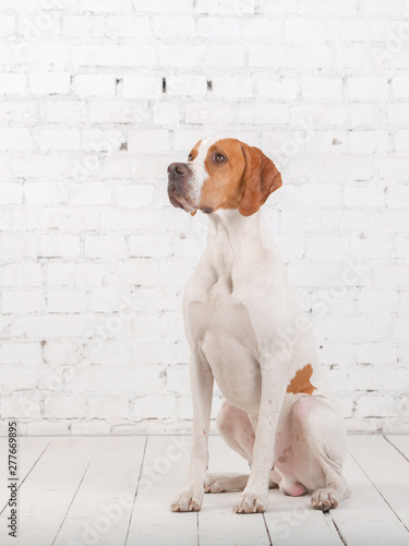 White with red English pointer dog sits in a photo Studio at the background of white brick wall