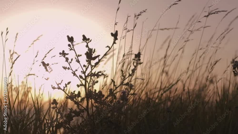 looking through grass and bushes while beautiful sunset at the coastline of the baltic sea looking through grass and bushes while beautiful sunset at the coastline of the baltic sea
