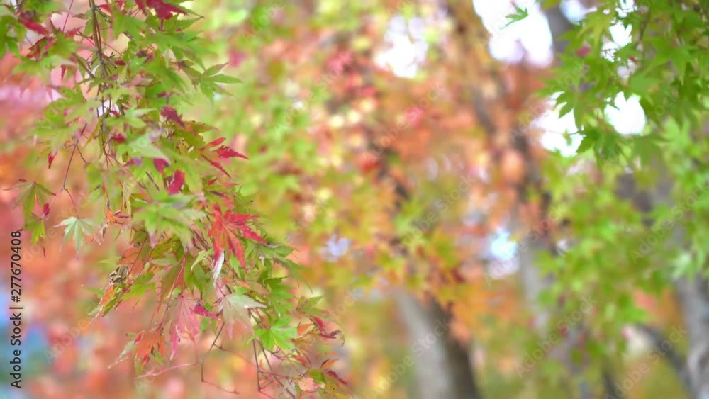 Green, red, yellow maple tree leaves waving under the wind at Autumn Green, red, yellow maple tree leaves waving under the wind at Autumn