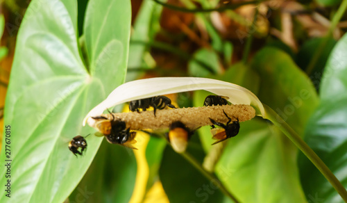 detail of a group of bees in a tropical flower