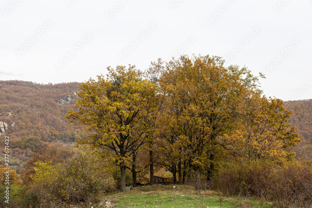Hill and trees in autumn