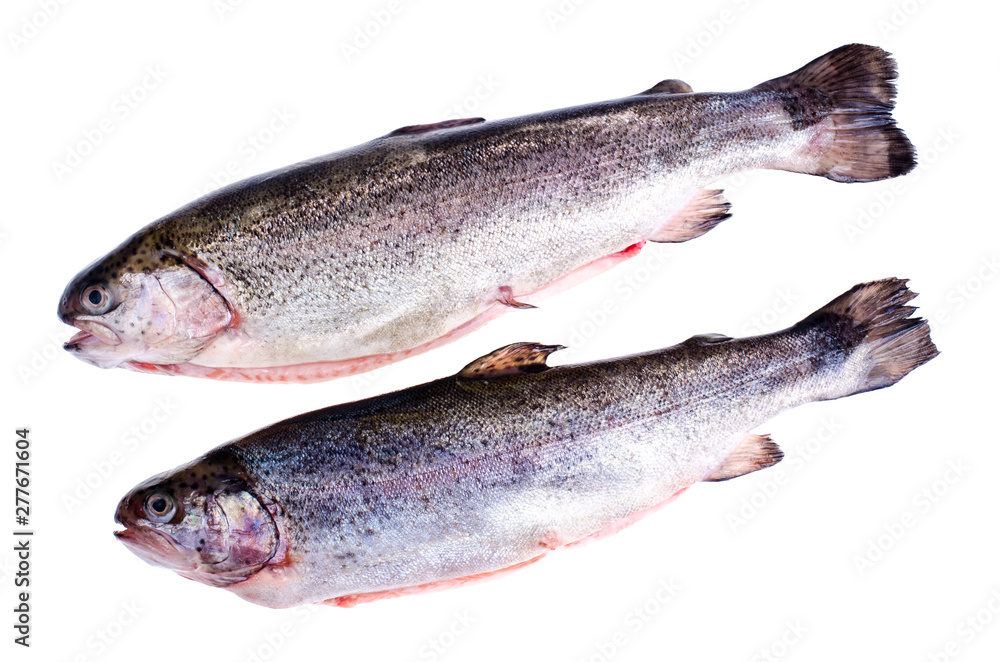 Gutted rainbow trout, isolated on white Gutted rainbow trout, isolated on white
