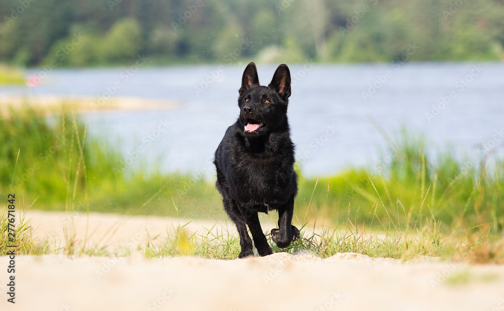 black german shepherd dog runs along the river bank