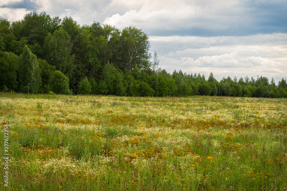 blooming uncultivated fields in Chuvashia,shot on a cloudy summer day