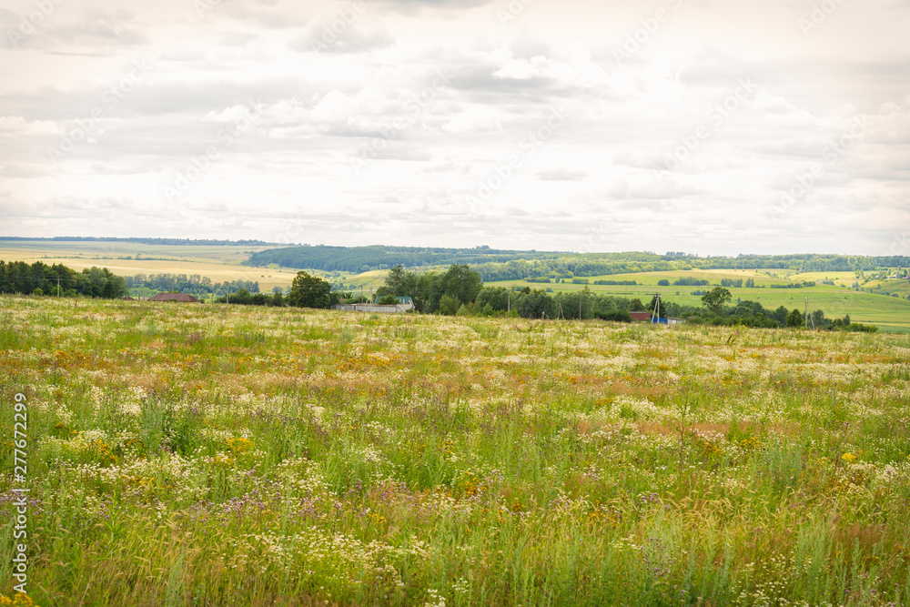 Fototapeta premium blooming uncultivated fields in Chuvashia,shot on a cloudy summer day