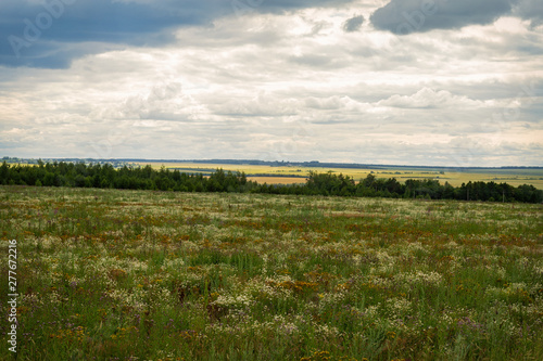 blooming uncultivated fields in Chuvashia shot on a cloudy summer day