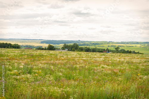 blooming uncultivated fields in Chuvashia shot on a cloudy summer day