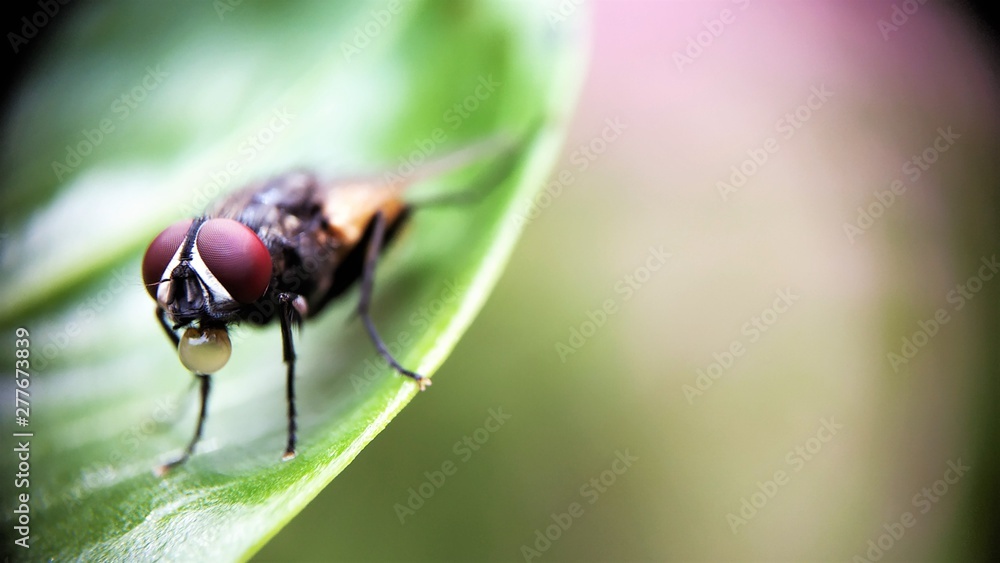 The housefly - Musca domestica Left side aligned Extreme Macro Photo The housefly - Musca domestica Left side aligned Extreme Macro Photo