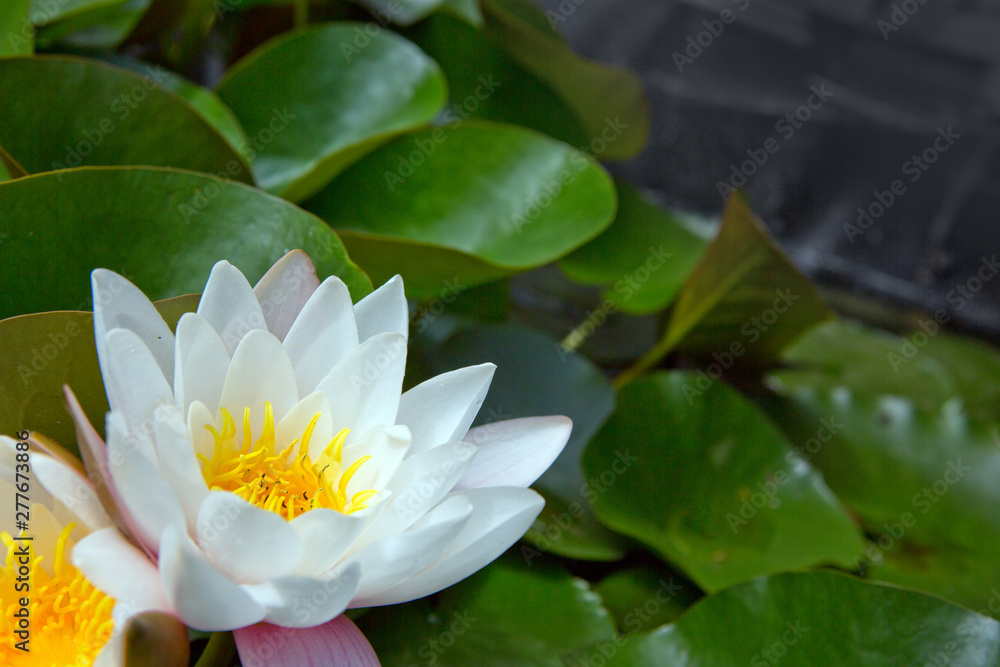 Close up on white water lilies on the lake. Close up on white water lilies on the lake.