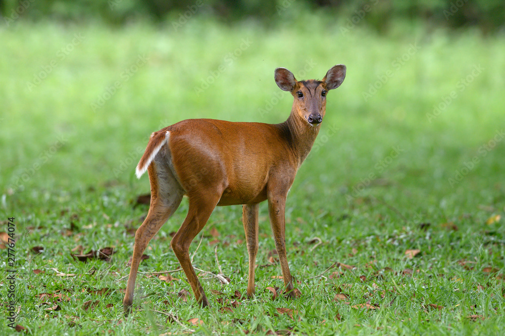 Barking deer or Muntjac in nature Barking deer or Muntjac in nature