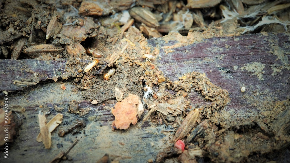 Few Indian drywood termite - Cryptotermes brevis running on a Wood center focused