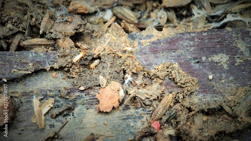 Few Indian drywood termite - Cryptotermes brevis running on a Wood center focused photo