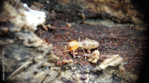 An Indian drywood termite - Cryptotermes brevis Extreme macro closeup Photo
