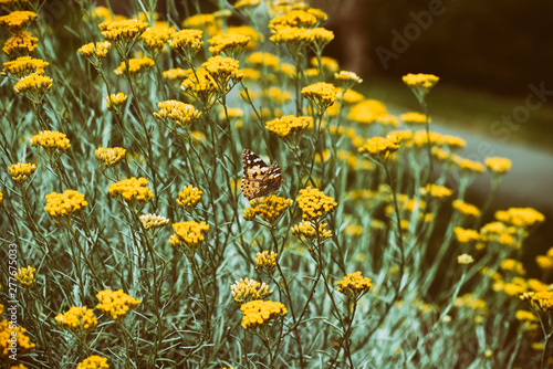 Vintage photo butterfly on yellow flowers in the flowerbed