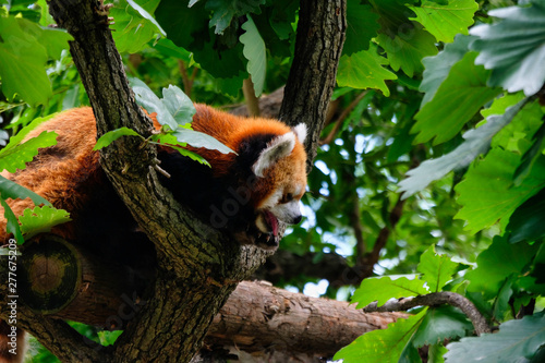 red panda on tree