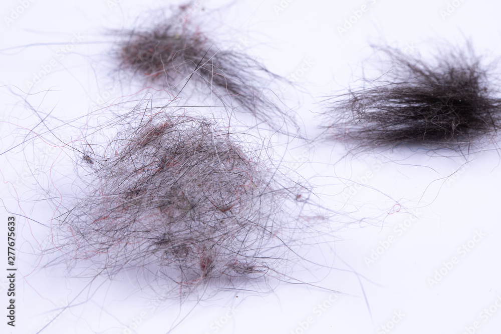 Fototapeta premium An extreme close-up view on piles of hair and dirt. Pulled from the hose of a vacuum cleaner. Buildup of dust in the home.