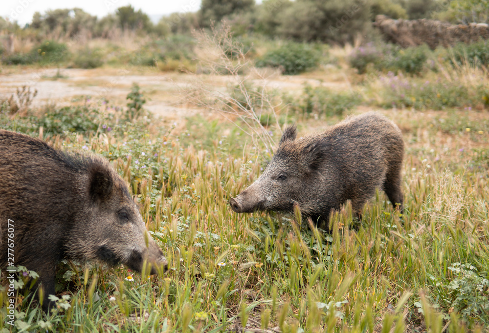 Two wild boars or hogs on green grass in the country side field or in the forest at the sunset with unfocused background. Little pigs. Wild nature concept. Two wild boars or hogs on green grass in the country side field or in the forest at the sunset with unfocused background. Little pigs. Wild nature concept.