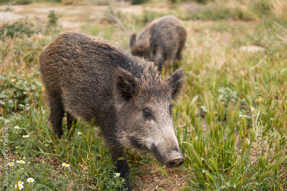 Two wild boars or hogs on green grass in the country side field or in the forest at the sunset with unfocused background. Little pigs. Wild nature concept. Two wild boars or hogs on green grass in the country side field or in the forest at the sunset with unfocused background. Little pigs. Wild nature concept.