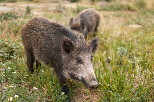 Two wild boars or hogs on green grass in the country side field or in the forest at the sunset with unfocused background. Little pigs. Wild nature concept.