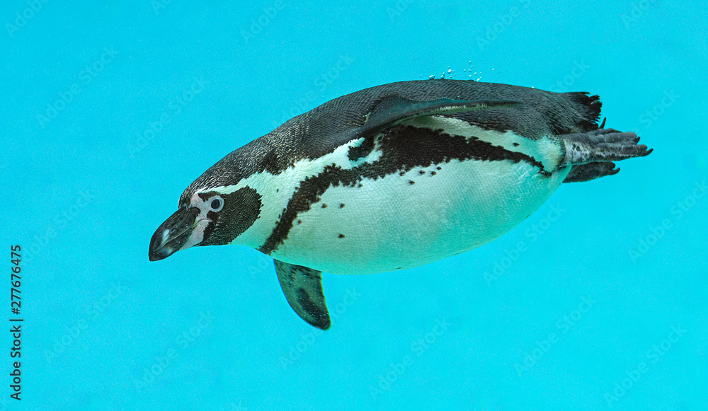 Fototapeta premium Humboldt Penguin