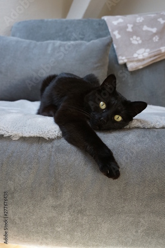 cat portrait