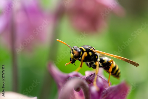 eine Wespe auf Nahrungssuche © Goldziitfotografie