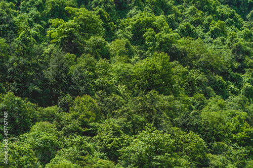 Green Mountain Forest