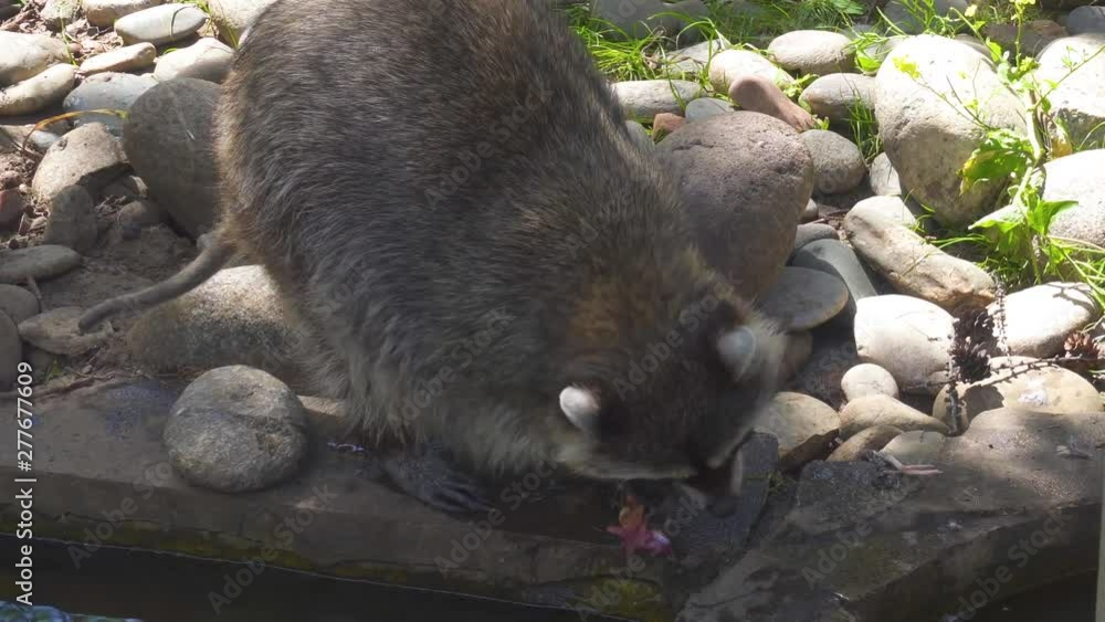 Closeup View of Raccoon is Eating Meat in Nature Park Closeup View of Raccoon is Eating Meat in Nature Park