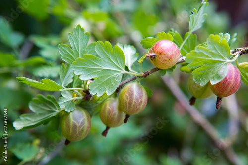 Close up view of the organic gooseberry berry hangs on a branch.