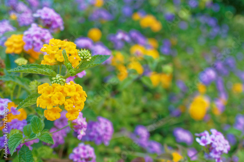 vibrant violet and yellow colored flowers in the garden