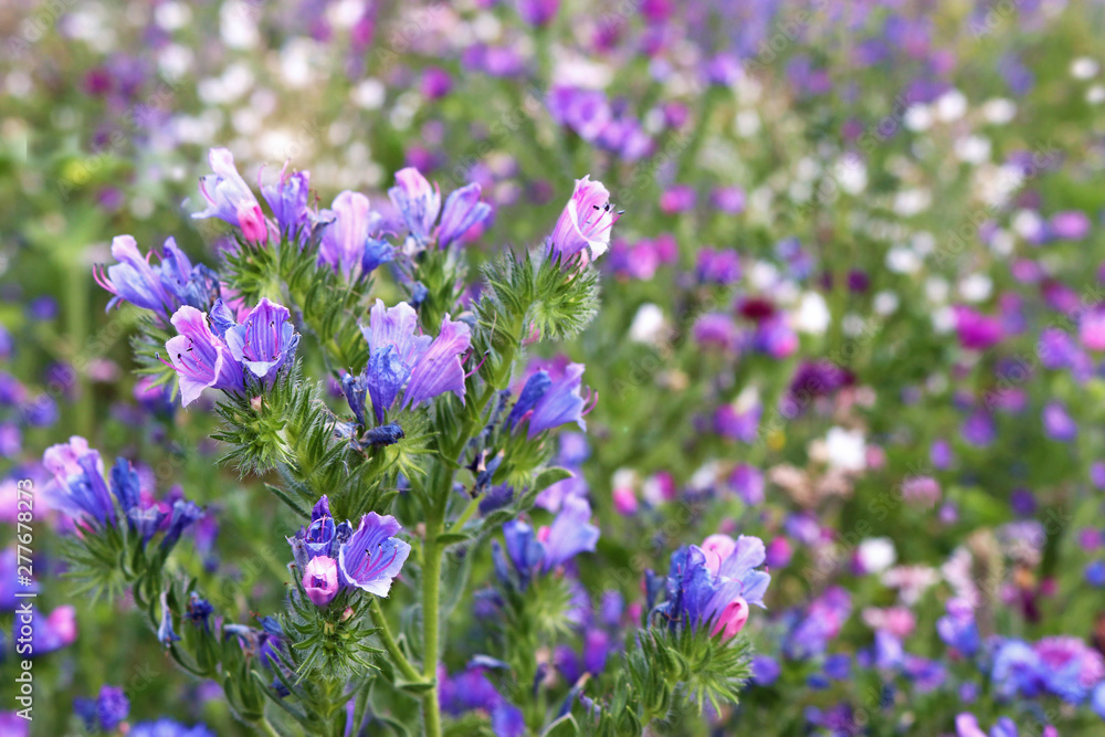 wildflower meadow with blue flowers in the foreground wildflower meadow with blue flowers in the foreground