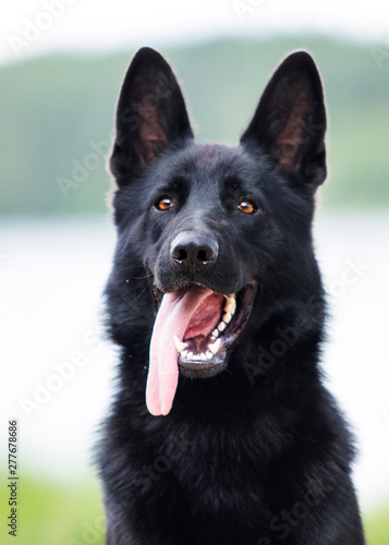 portrait of a black german shepherd dog