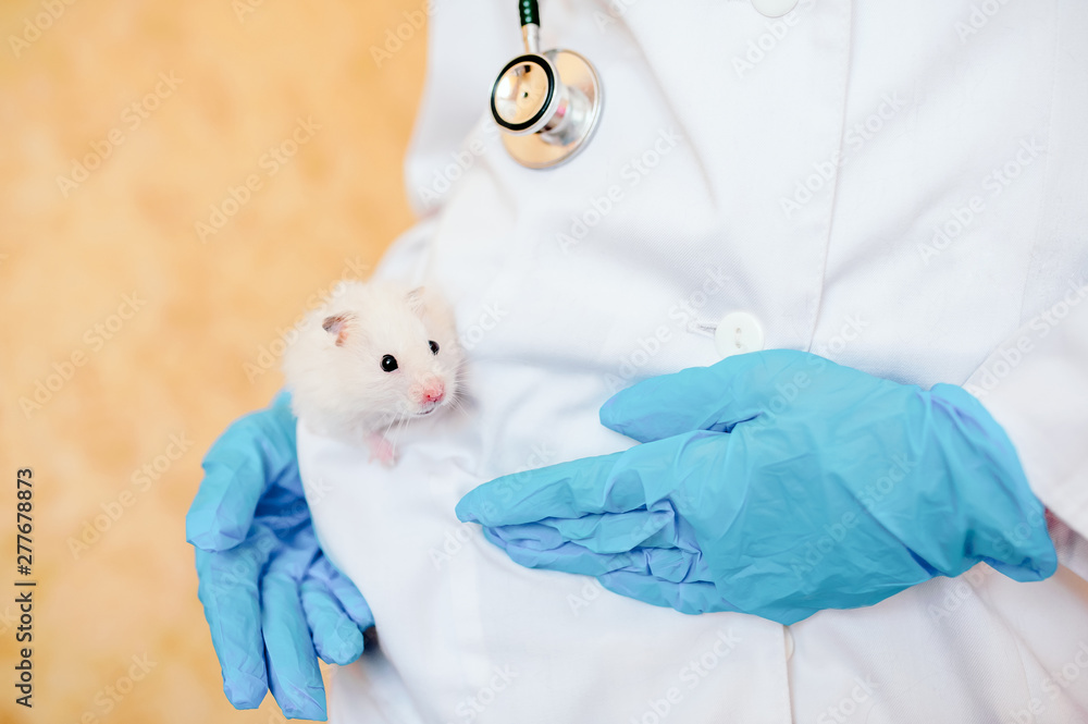 Hands of owner holding cute little hamster. Professional vet doctor diagnosing pet with stethoscope. Animal on examination in vet clinic. Doctor wearing in gloves and uniform. Hands of owner holding cute little hamster. Professional vet doctor diagnosing pet with stethoscope. Animal on examination in vet clinic. Doctor wearing in gloves and uniform.