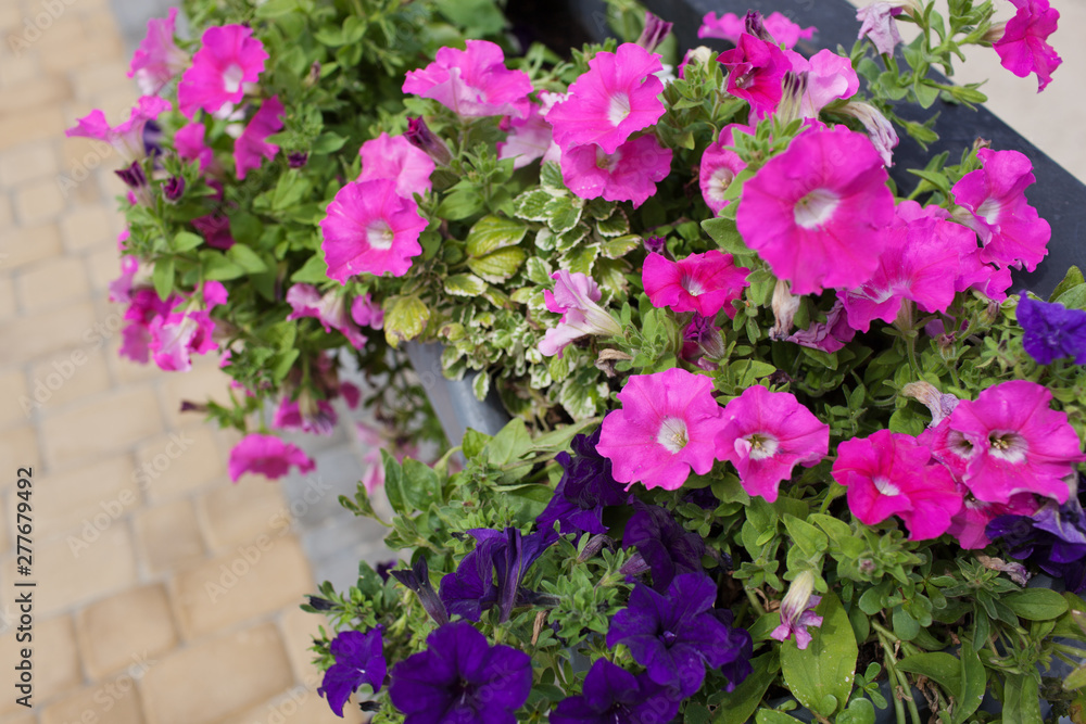 Background of blooming petunia surfinia