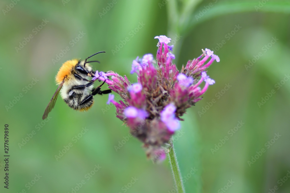 Close-up detail of a honey bee apis collecting pollen from flower in garden Close-up detail of a honey bee apis collecting pollen from flower in garden