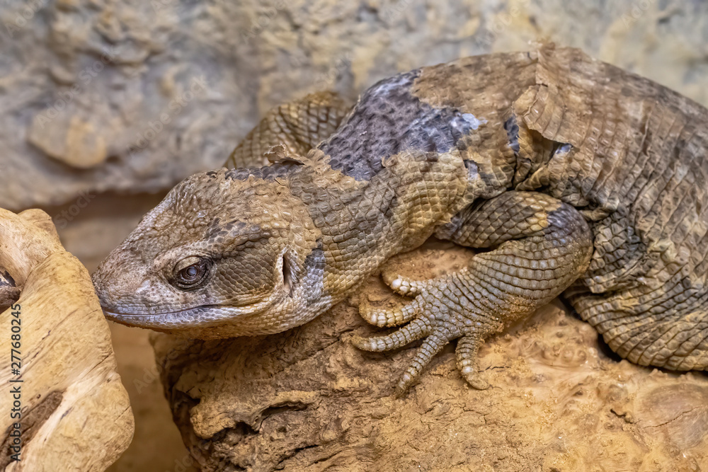Close up of Savannah Monitor on Sand Background Close up of Savannah Monitor on Sand Background