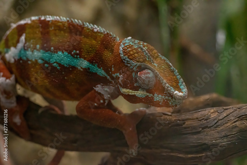 Panther Chameleon (Furcifer pardalis), fauna of Madagascar