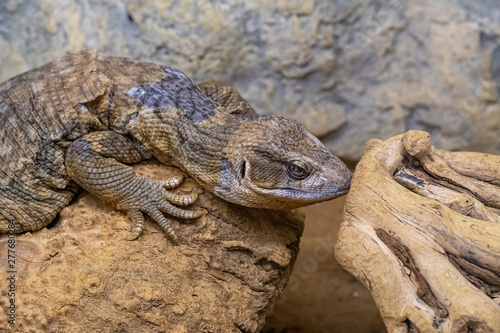 Close up of Savannah Monitor on Sand Background