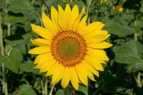 Beautiful yellow sunflower. Sunflowers in the sun. Agricultural landscape.