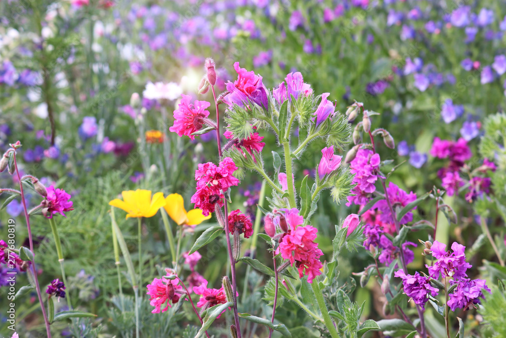 wildflower meadow with pink flowers in the foreground wildflower meadow with pink flowers in the foreground