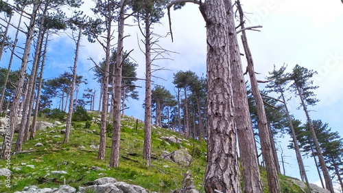Dark forest background with fog and sunlights