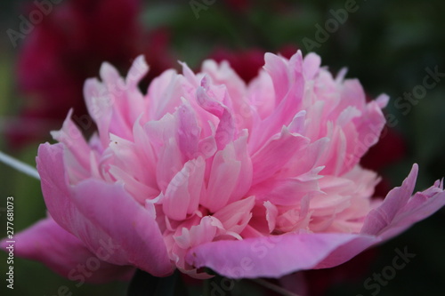 peony