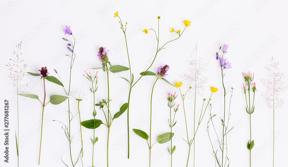 Floral pattern with wildflowers, green leaves, branches on white background. Flat lay, top view. Floral pattern with wildflowers, green leaves, branches on white background. Flat lay, top view.