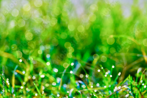 abstract blur grass and dew drop fall on green leaves