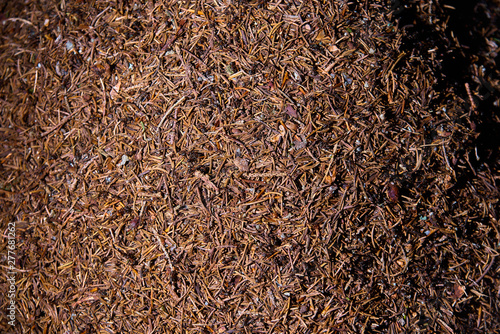 forest anthill macro, background image