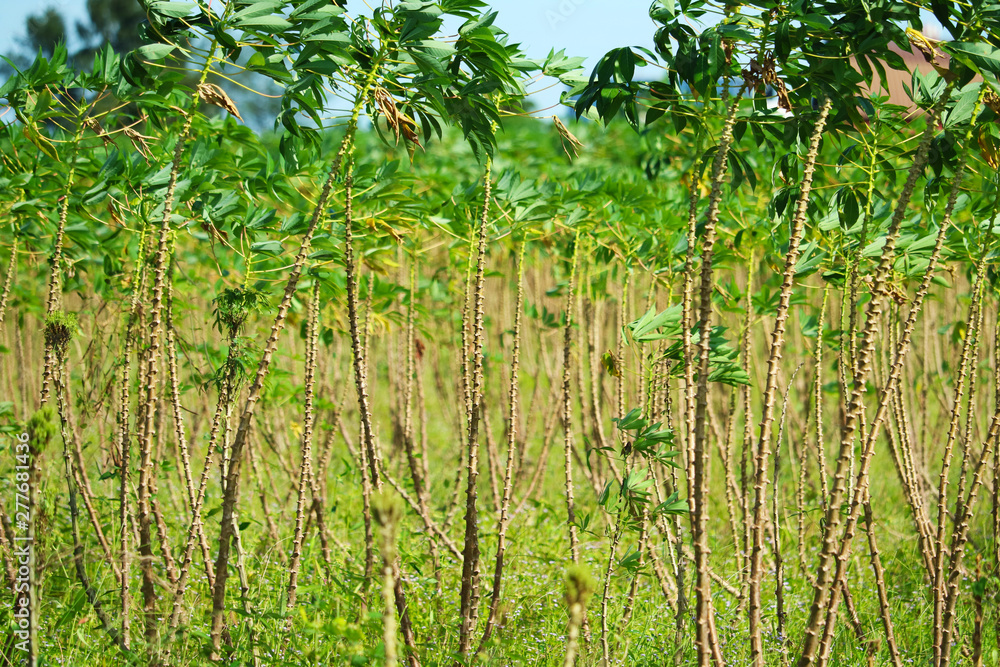 Cassava trees are growing and the leaves are in the garden Cassava trees are growing and the leaves are in the garden