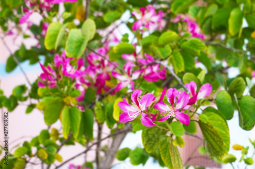 Purple Orchid Tree flowers blooming in garden blur green leaves